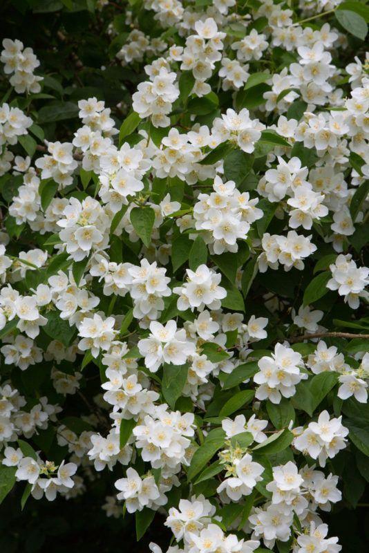 Whispers of Nature's Elegance Bouquet